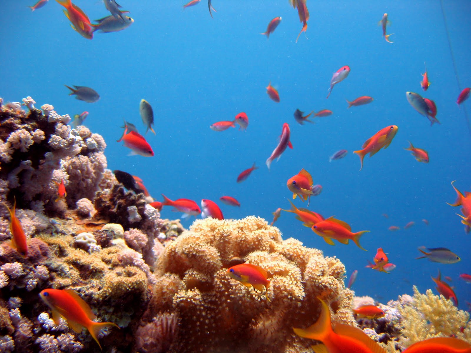 Дахаб коралловые рифы